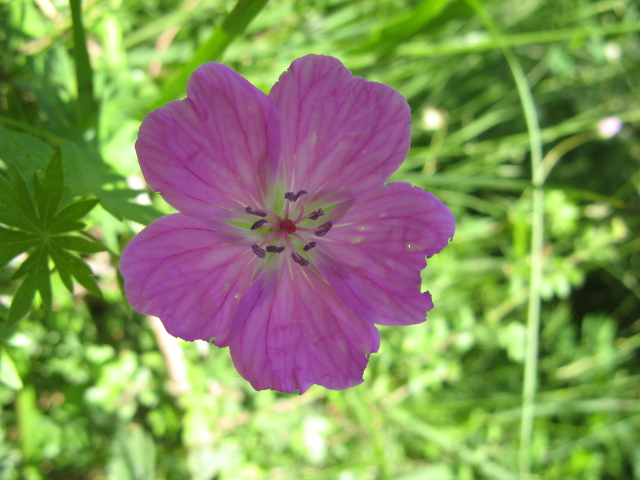 Geranium sanguineum / Geranio sanguigno